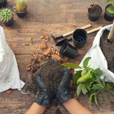 Closeup picture of  Gardener's Hands Planting Plant