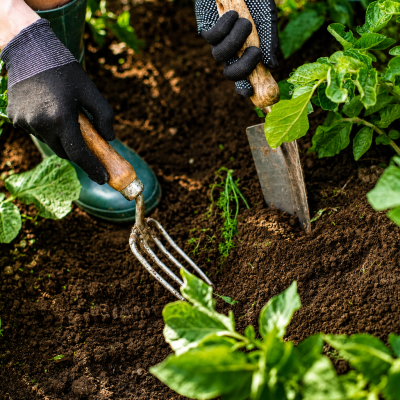 Easy Organic Gardening Hacks for Better Plant Growth