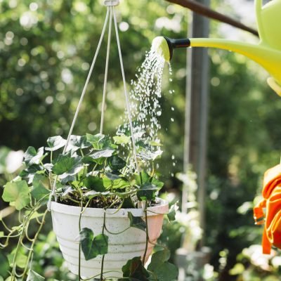 How Often Should You Water Plants at Home